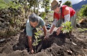 Help us to take care of 11 million trees in Cusco