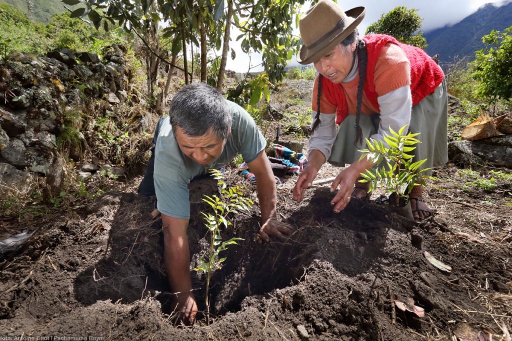 Help us to take care of 11 million trees in Cusco