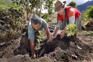 Help us to take care of 11 million trees in Cusco