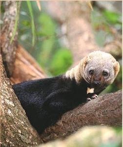 Save El Salvador's Last Expanse of Rainforest