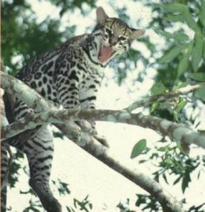 Save El Salvador's Last Expanse of Rainforest