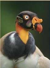 King Vulture