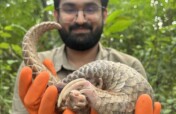 Play for Pangolin