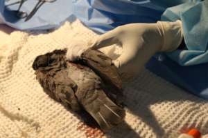 Vets treated the injured Birds
