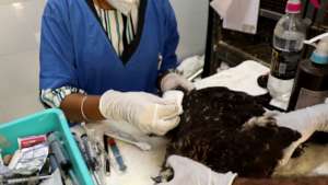 Vets treated injured birds received in TAUKTAE