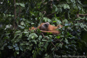 Our ultimate aim: wild orangutans in safe forests