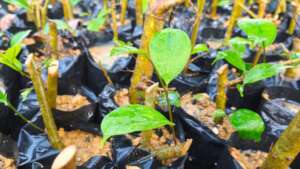 PETAI built a second 45,000-seedling nursery