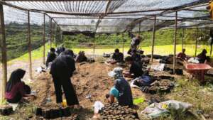 The team collected 10,000 wild seedlings
