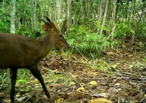 Barking deer