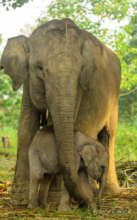 Sumatran Elephants