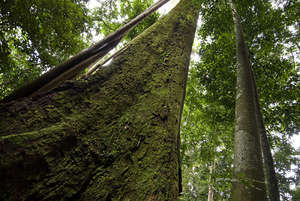 Help us protect and restore Sumatra's forests