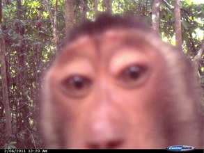 Curious macaque