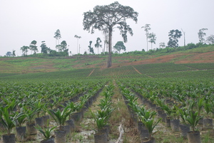The plantation where the orangutan was being kept