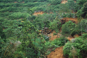 Bulldozers clearing the land for oil palm planting