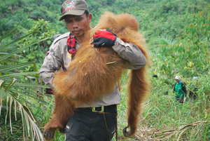 The mother orangutan is carried to safety