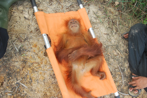 The baby orangutan