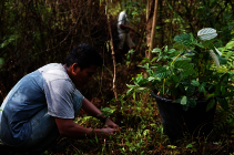 Tree maintenance at Cinta Raja III.