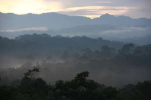 Beautiful forest in Sumatra