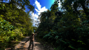 Gesti points out orangutan nests