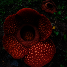 Corpse Flower