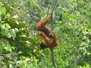 The wild male orangutan in the restoration site