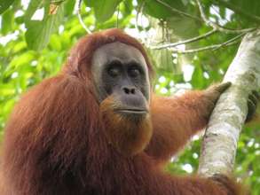Wild orangutan spotted in the restoration site!
