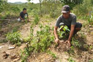 Maintaining humidity around saplings