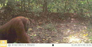 Big male orangutan caught on camera trap