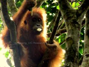 An orangutan feeding in the canopy