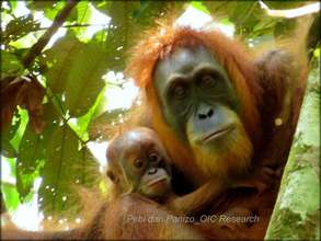 A mother orangutan & her infant