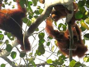 Three orangutans feeding from the same tree