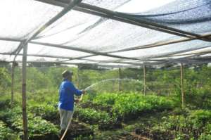 Tree nursery and seedling maintenance