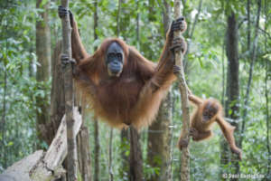 Orangutans need forests. Photo by Suzi Eszterhas.