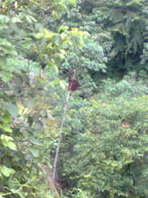 Orangutan spotted in Besitang