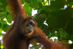 Orangutan spotted this morning!