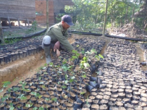 Thousands of seedlings are nurtured then planted