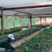 PETAI tree nursery in Tenggulun