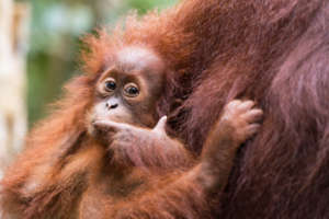 Orangutans need safe forests