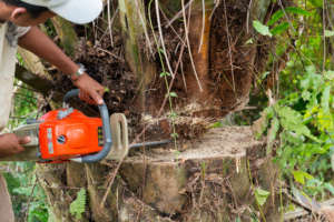 Chainsawing illegal oil palms to reclaim habitat