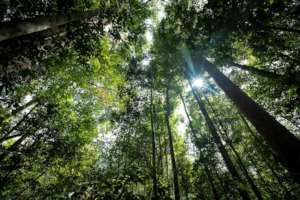 Beautiful intact rainforest in Sumatra.