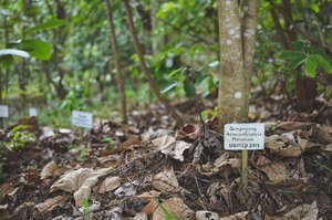 Growing a forest