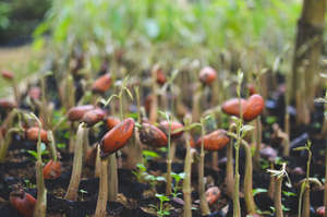 Seedlings in the nursery