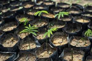 Seedlings in the nursery. Credit Andrew Walmsley.