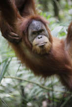 Orangutans need trees!