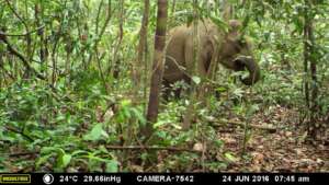 Sumatran Elephant in the restoration site