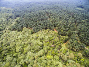 Oil palm plantation expanding into rainforest