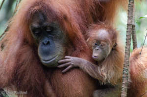 These orangutans need a safe rainforest home.