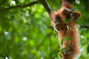 An orangutan in the rainforest