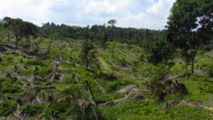 Restoration site before planting