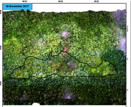 Aerial shot of reforestation at Halaban